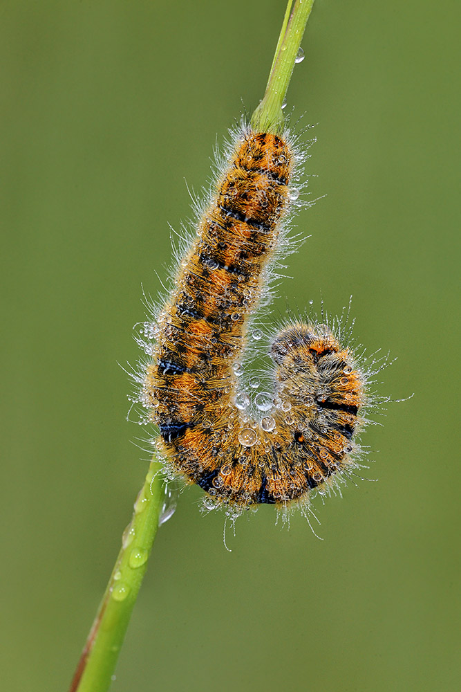 Larva di Lasiocampa (Pachygastria) trifolii (Lasiocampidae)